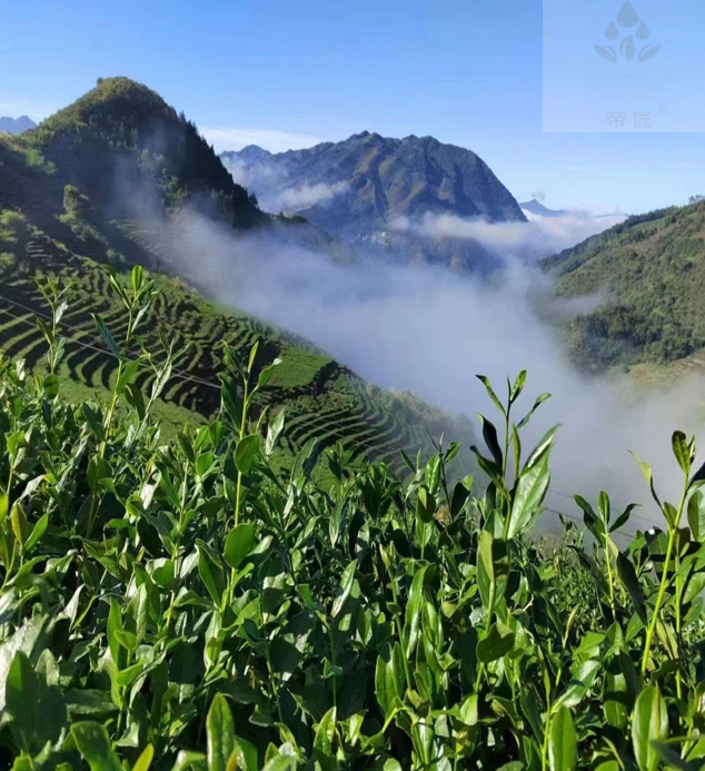 会员企业风采 | 广州帝匠茶业有限公司：匠心筑平台，茶香连商脉